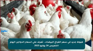 هبوط جديد في سعر الفراخ البيضاء.. تعرف على أسعار الدواجن اليوم الخميس 24 يوليو 2025